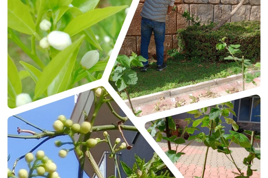 Blue Bay Garden 5